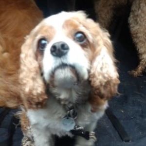 Meet your Posher, Chloe